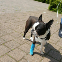 Louwie
