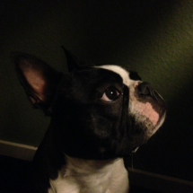 Paco-1