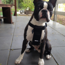 paco-2