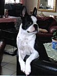 Kailo, der Herr der Couch