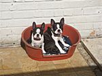 Kailo & Kizsazsa