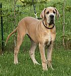 Eicko van Kiritanaka