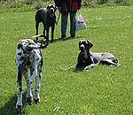 Heaven-Blue, Mephisto, Destiny