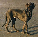 Django von Saxenheim Sensation