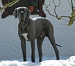 Byron von Saxenheim Sensation