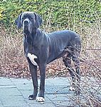 Akamba von Saxenheim Sensation