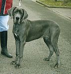 Destiny von Saxenheim Sensation