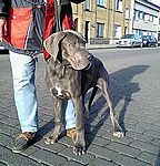 Dixi von Saxenheim Sensation