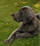 Django von Saxenheim Sensation