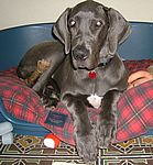 Dunja von Saxenheim Sensation