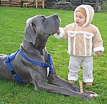 Aristo von Saxenheim Sensation (Merlin)