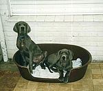 Heaven Blue - Blue Moon