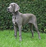 Frieda von Saxenheim Sensation