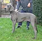 Frieda von Saxenheim Sensation