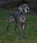 Destiny von Saxenheim Sensation