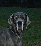 Destiny von Saxenheim Sensation