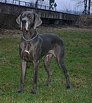 Destiny von Saxenheim Sensation