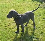 Heavenly (Gucci) van Kiritanaka