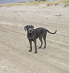 Heavenly (Gucci) van Kiritanaka