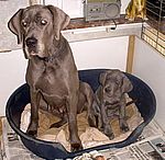 Cabana Kiritanaka van Rosherta / Highlight von Saxenheim Sensation