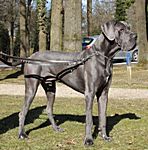 Haldir-Blue von Saxenheim Sensation