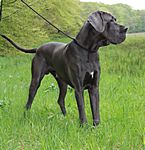 Haldir-Blue von Saxenheim Sensation