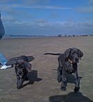 Jinx & Jabba van Kiritanaka