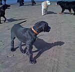 Jinx & Jabba van Kiritanaka