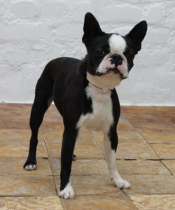 jade-mausi1539