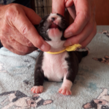 teef1-1