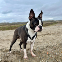 The Boss Orry-22.02.2024