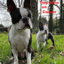 2024-Tiny Alvin en Casper-Text